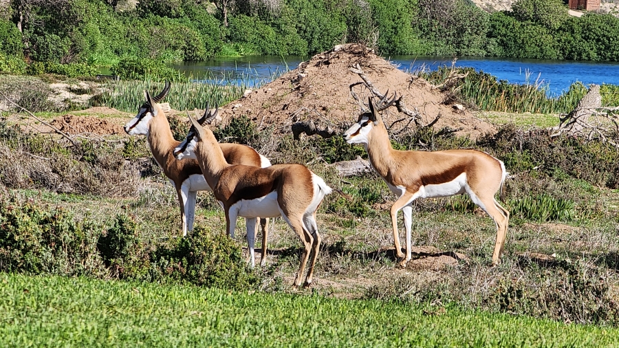 0 Bedroom Property for Sale in Langebaan Country Estate Western Cape